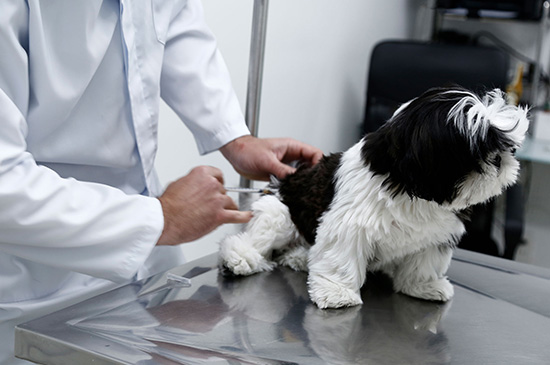 Anestesia Multimodal Veterinária + sp + Nato Medicina Veterinária