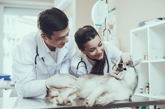 Odontologia Veterinária + sp + Nato Medicina Veterinária