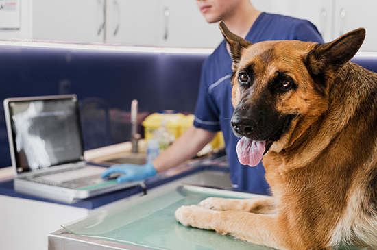 Atendimento Clínico Geral Veterinário 24h + sp + Nato Medicina Veterinária